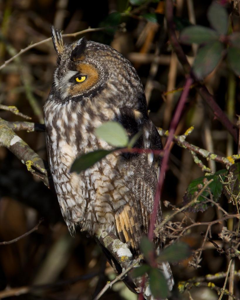Long-eared Owl (American) Photo by Brian Avent