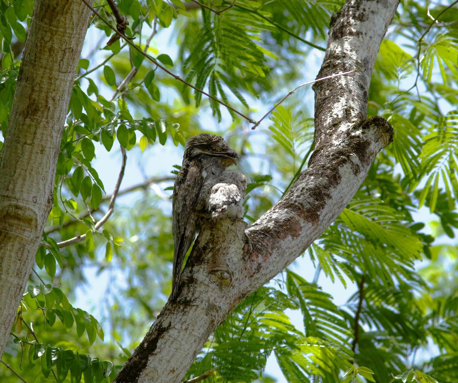 Northern Potoo (Middle American) Photo by Leonardo Garrigues