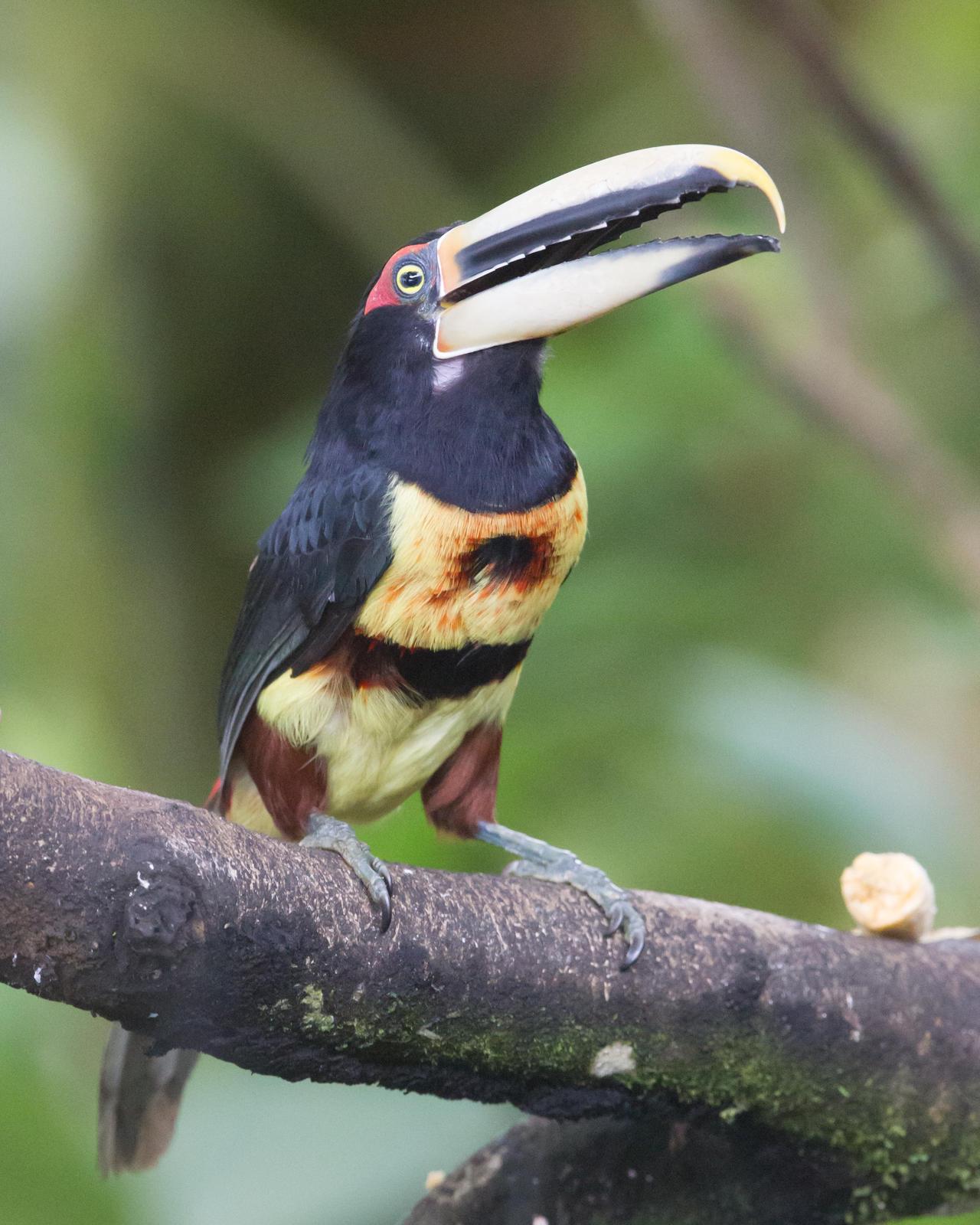 Collared Aracari (Pale-mandibled) Photo by Kevin Berkoff