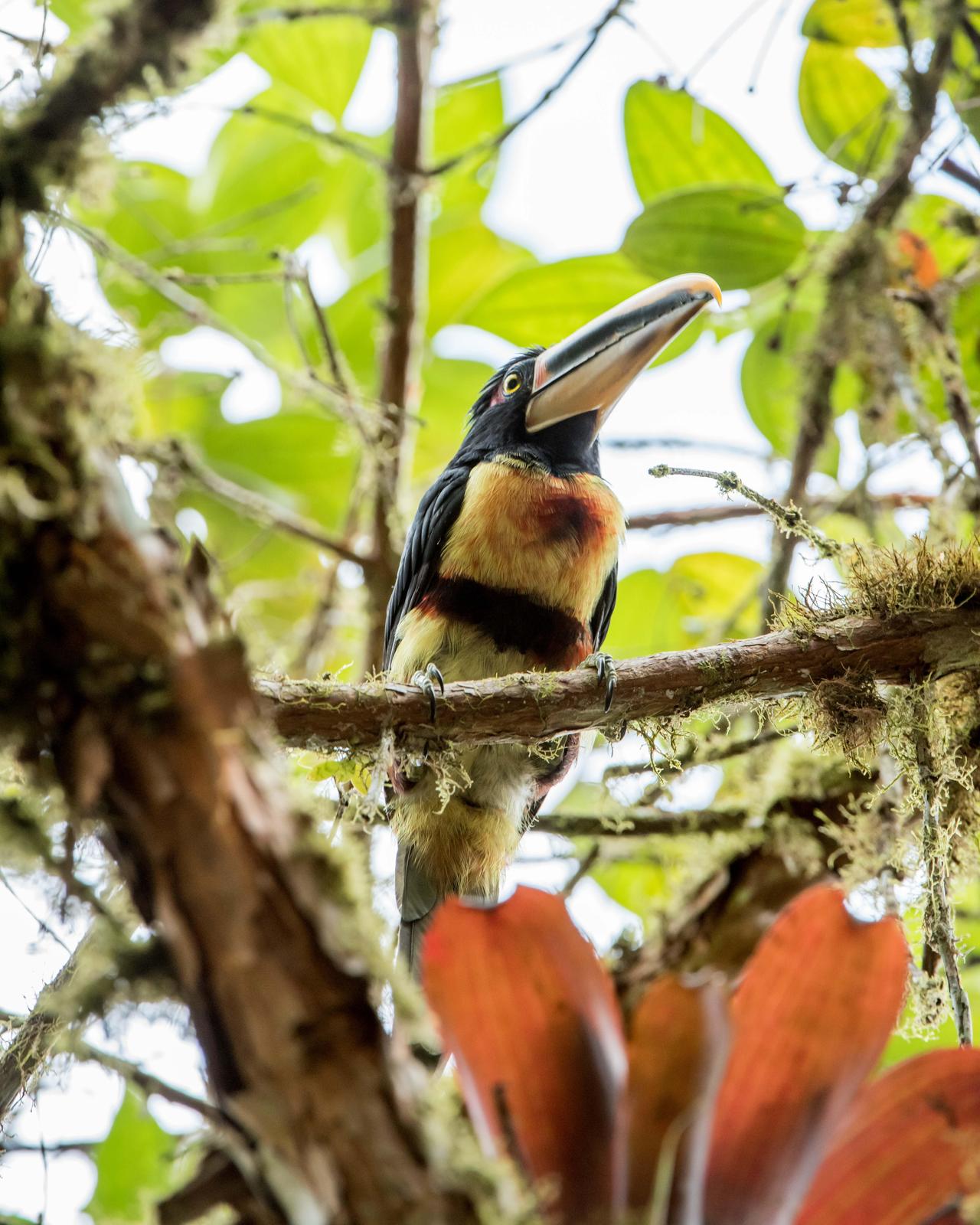Collared Aracari (Pale-mandibled) Photo by Harold Davis