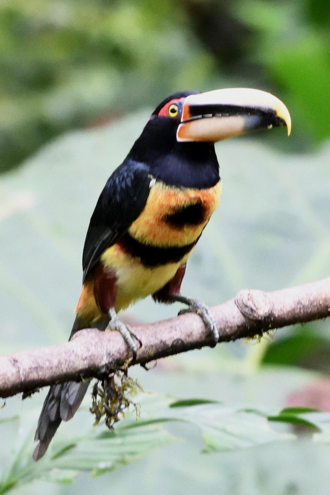Collared Aracari (Pale-mandibled) Photo by Ann Doty