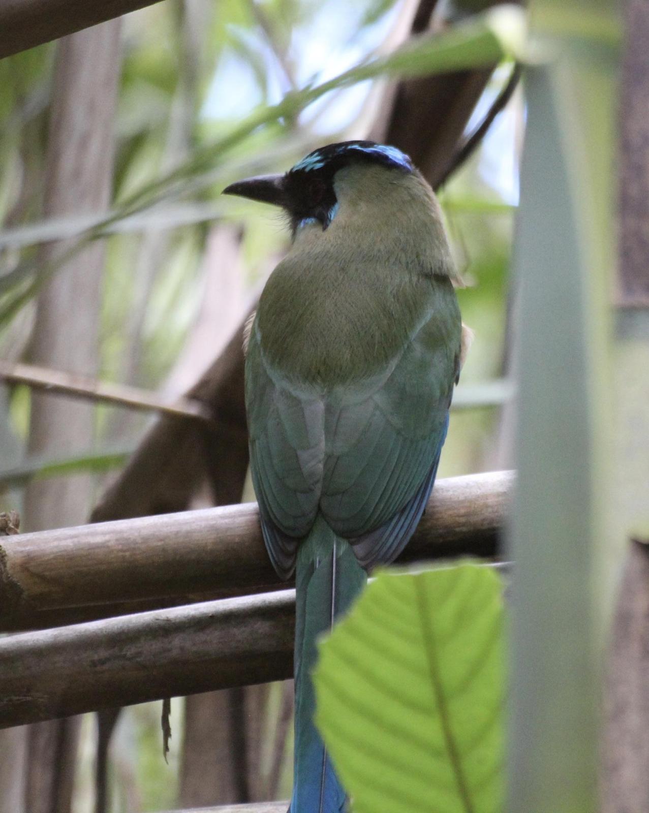 Blue-crowned Racquet-tail (Blue-crowned) Photo by Jorge Luis Calero