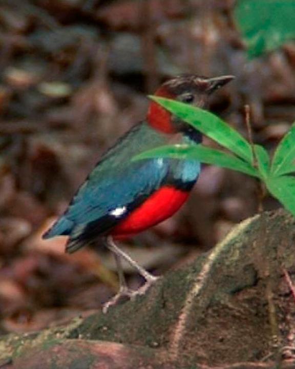 Papuan Pitta Photo by Tom Tarrant