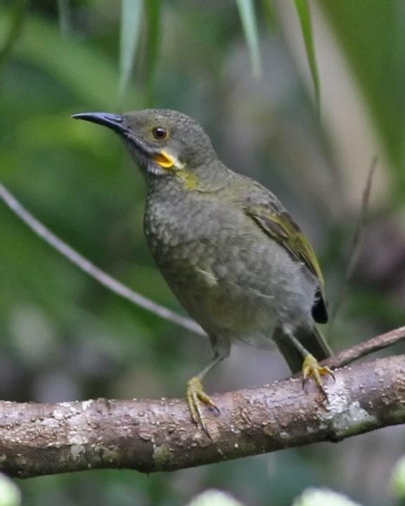 Northern Wattled-Honeyeater Photo by Chris Wiley