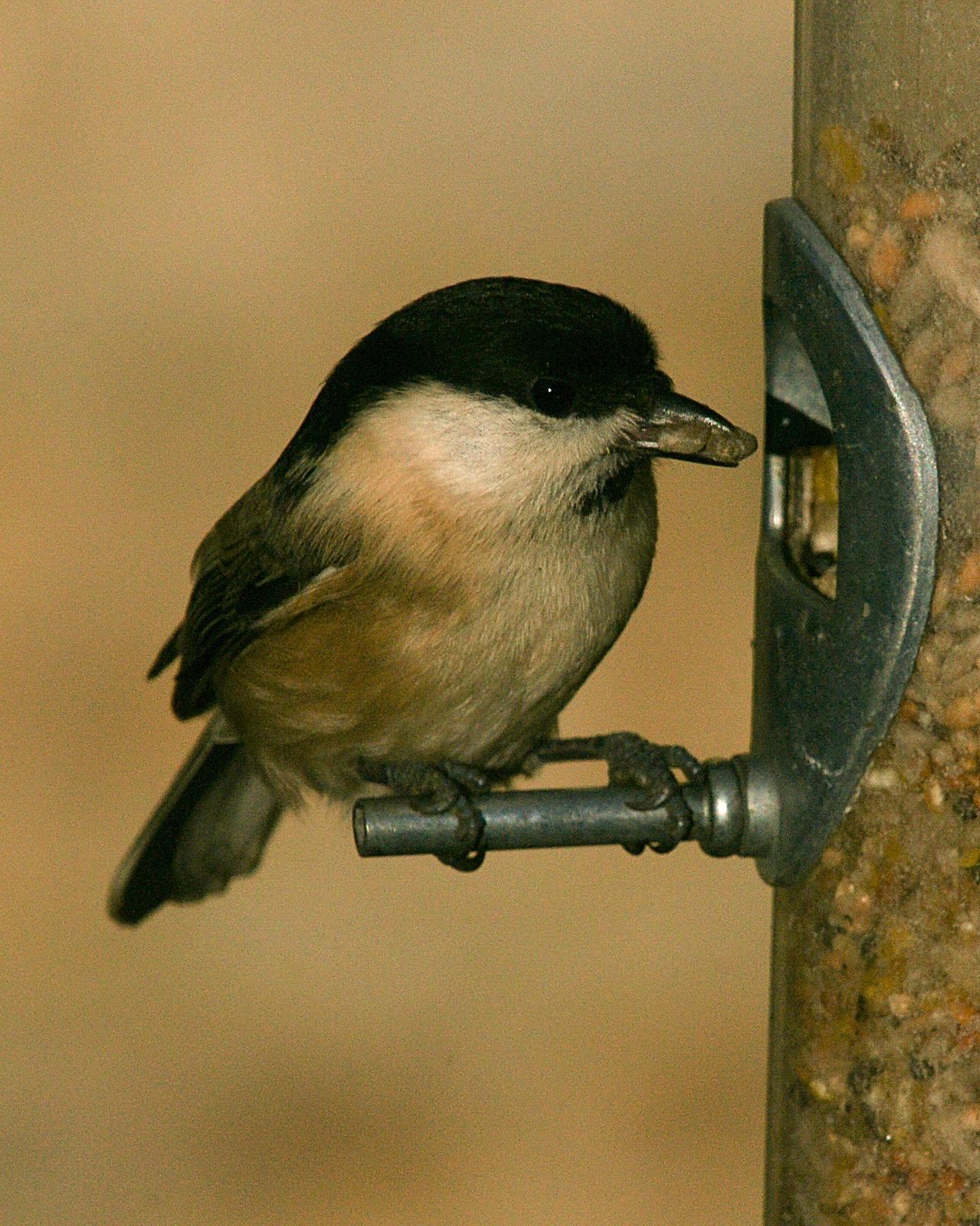 Willow Tit Photo by Steve Percival