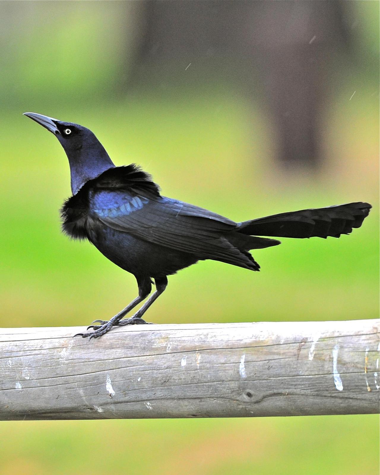 Great-tailed Grackle (Western) Photo by Gerald Friesen