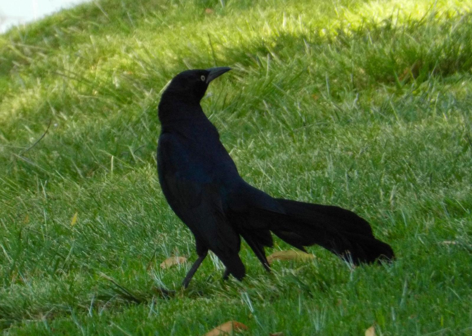 Great-tailed Grackle (Western) Photo by charlie daniels