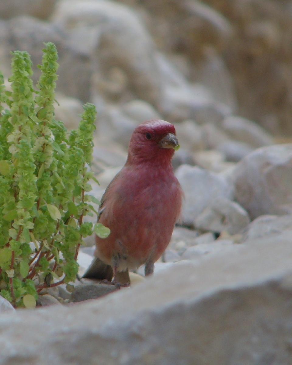 Pale Rosefinch Photo by Chris Lansdell