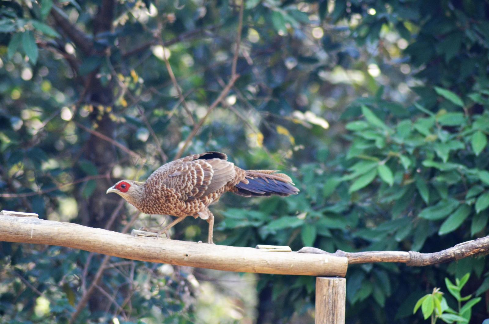 pheasant sp. Photo by Padma Angmo