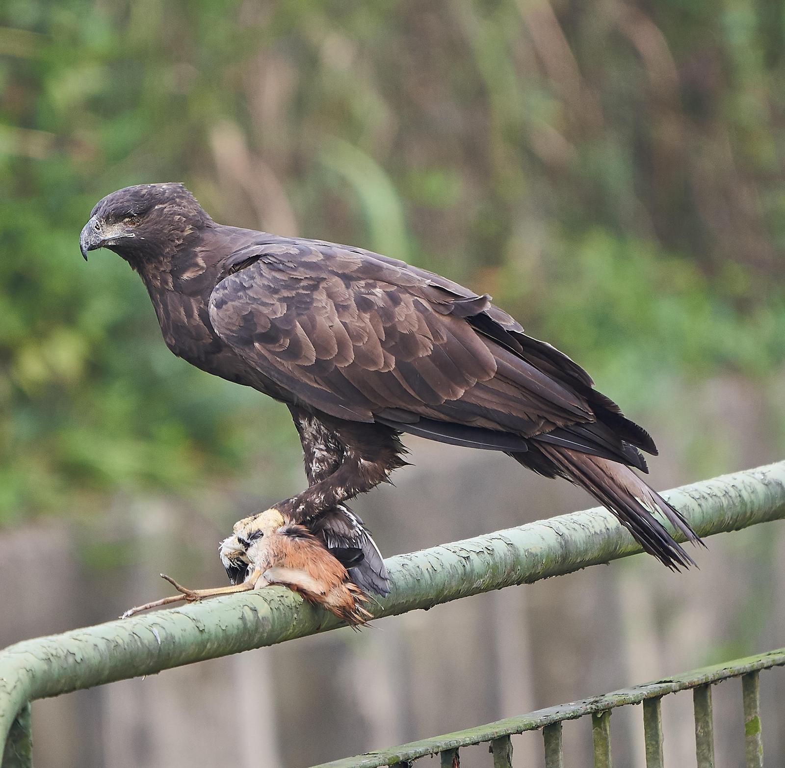 Changeable Hawk-Eagle Photo by Steven Cheong