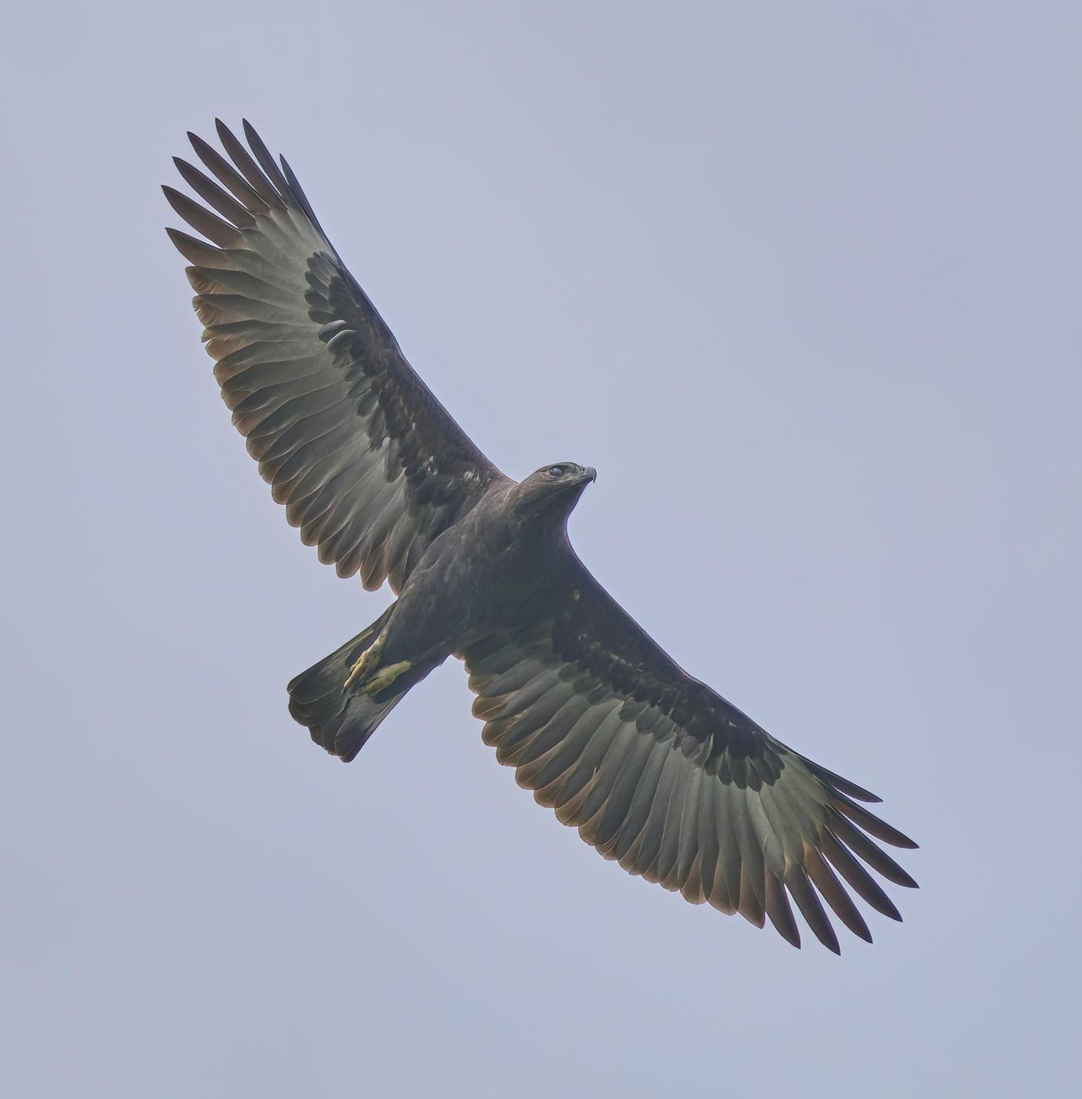 Changeable Hawk-Eagle Photo by Steven Cheong