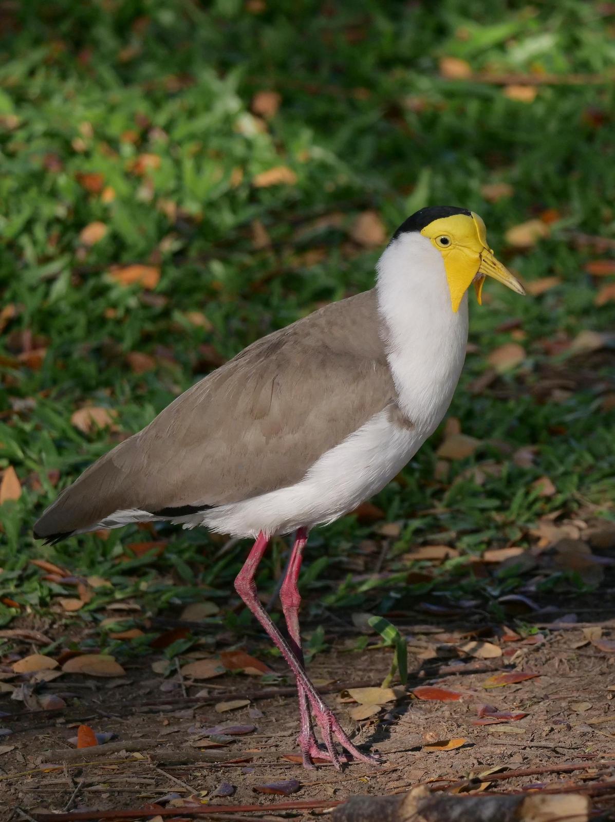 Masked Lapwing (Masked) Photo by Peter Lowe