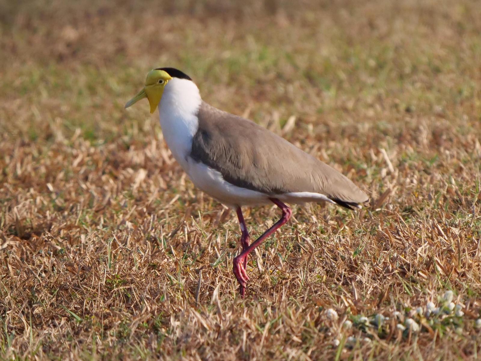 Masked Lapwing (Masked) Photo by Peter Lowe