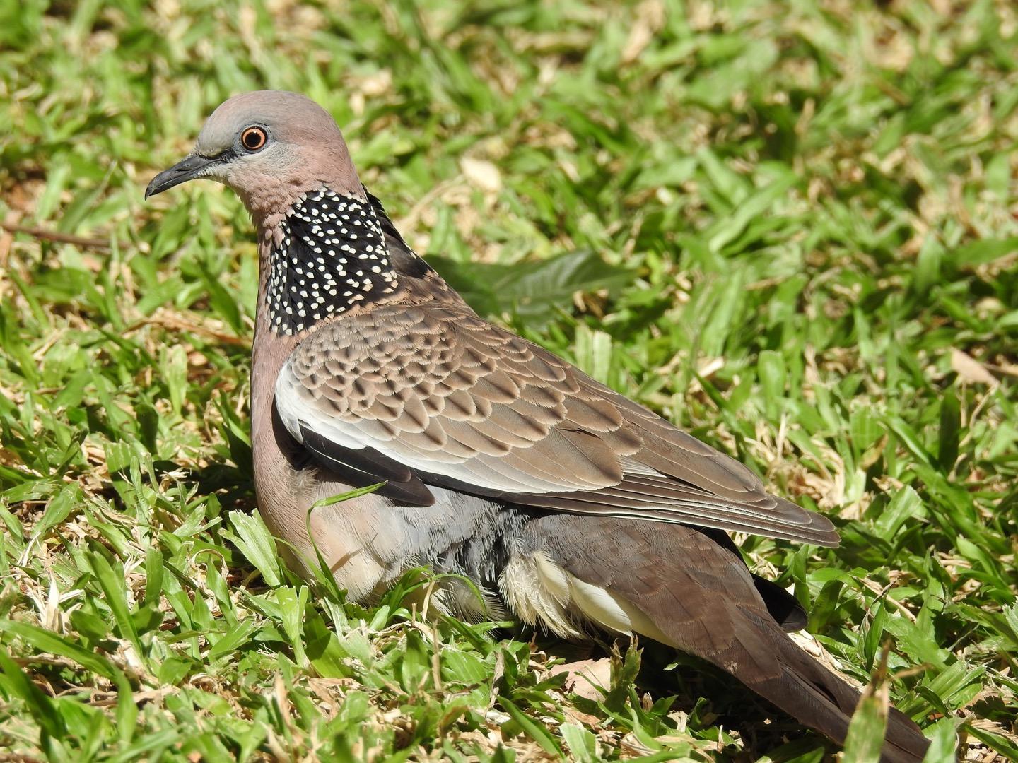 Spotted Dove (Eastern) Photo by Florinda Mojica