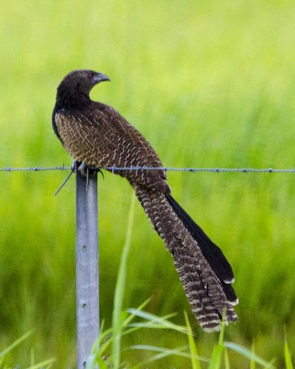 Pheasant Coucal Photo by Bob Hasenick