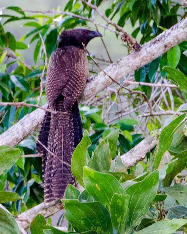 Pheasant Coucal Photo by Bob Hasenick