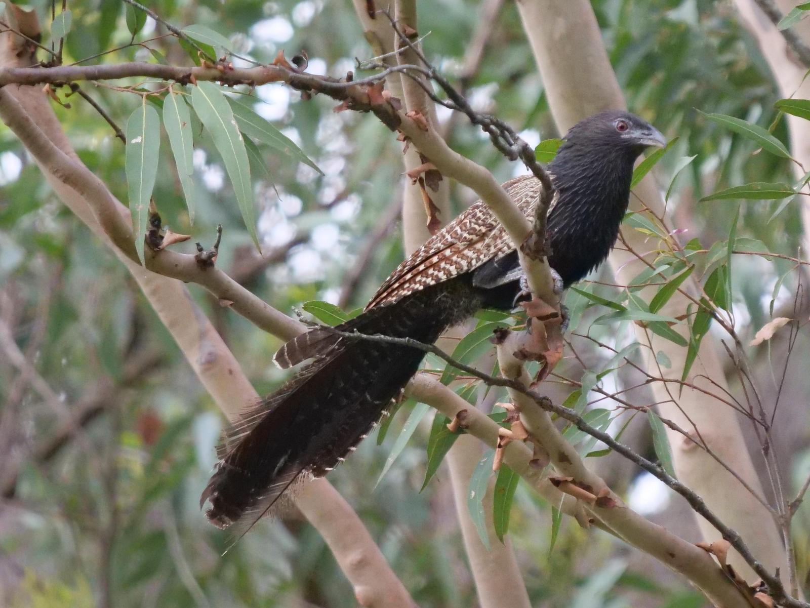 Pheasant Coucal Photo by Peter Lowe