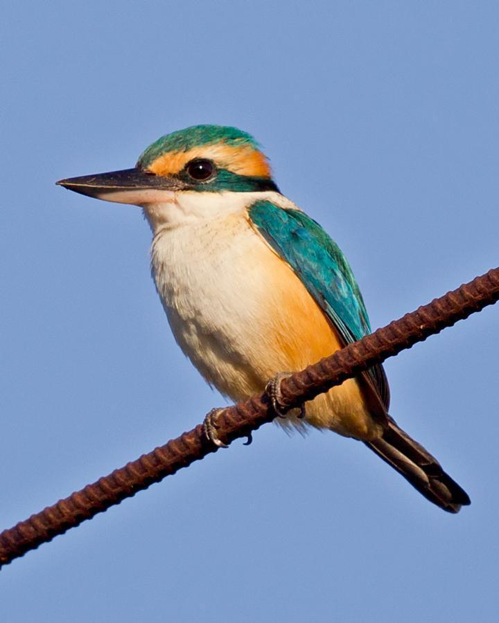 Pacific Kingfisher Photo by Mat Gilfedder