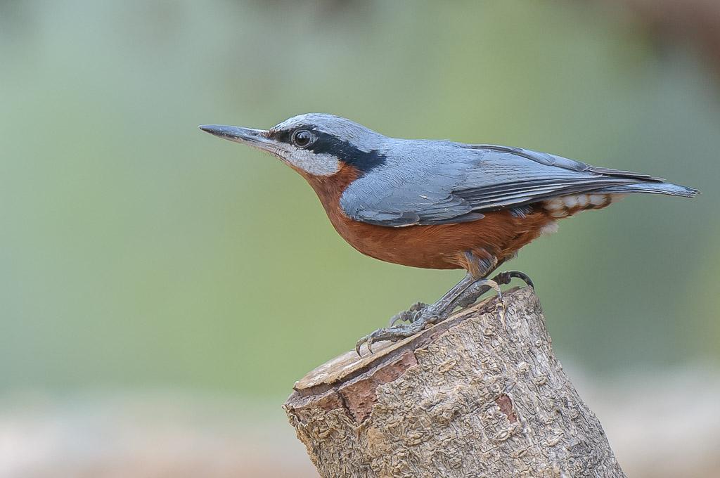 Indian/Chestnut-bellied Nuthatch Photo by Kishore Bhargava