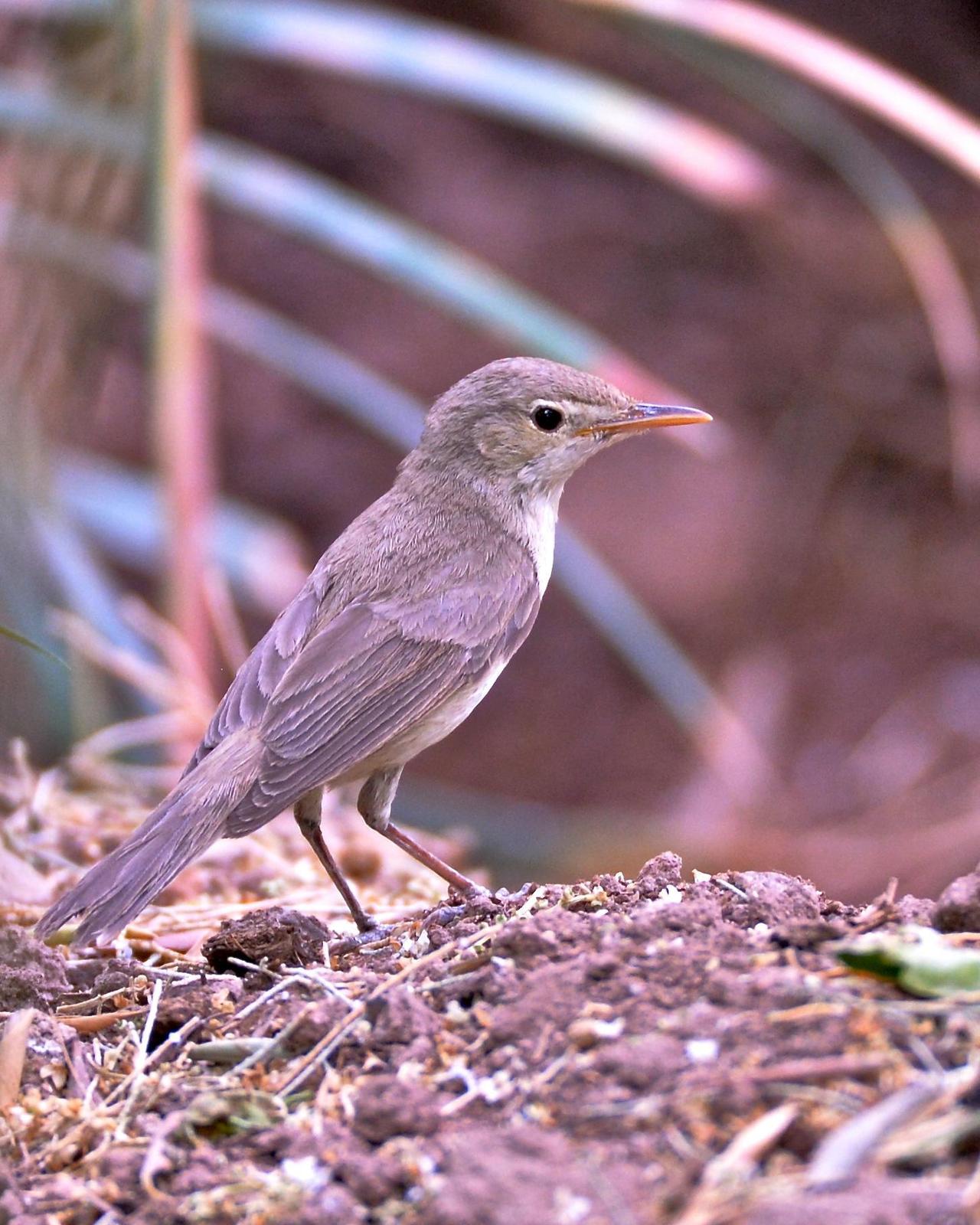 Common Nightingale (megarhynchos/africana) Photo by Gerald Friesen