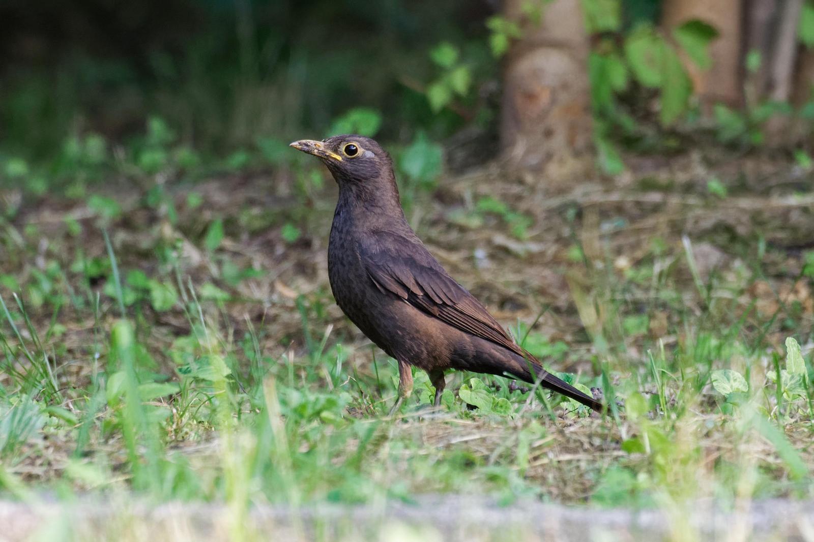 Chinese Blackbird Photo by Robert Cousins