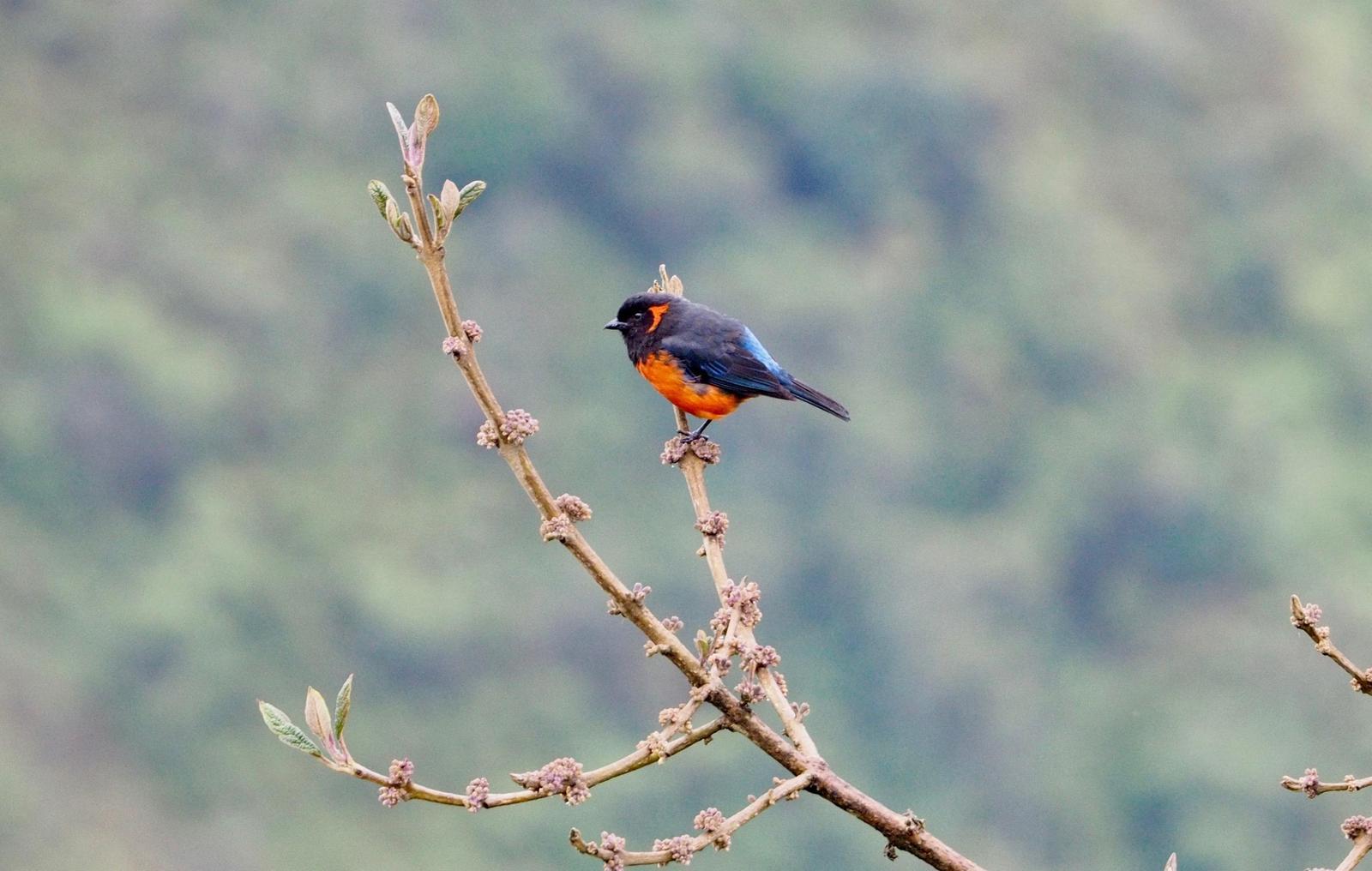 Lacrimose Mountain-Tanager (melanops) Photo by Geraint Langford