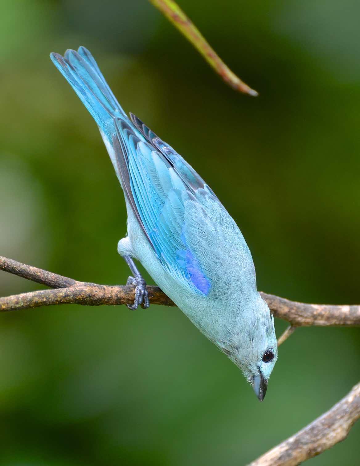 Blue-gray Tanager (Blue-gray) Photo by Andrew Pittman