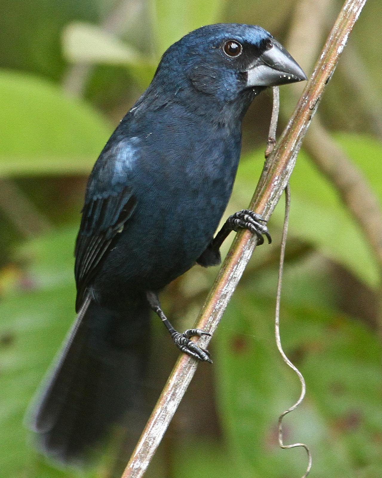 Blue-black Grosbeak Photo by Luke Seitz