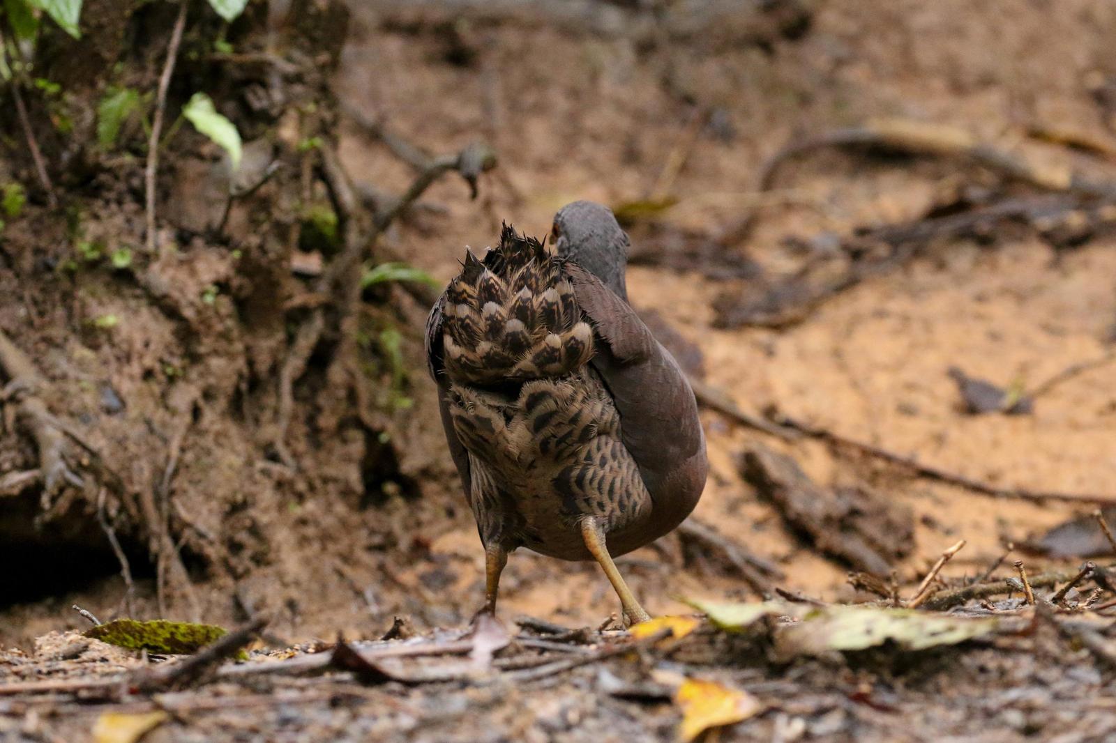 Brown Tinamou (Brown) Photo by Tommy Pedersen