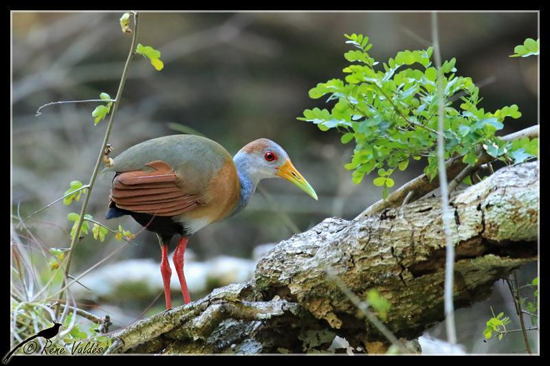 Russet-naped Wood-Rail Photo by Rene Valdes