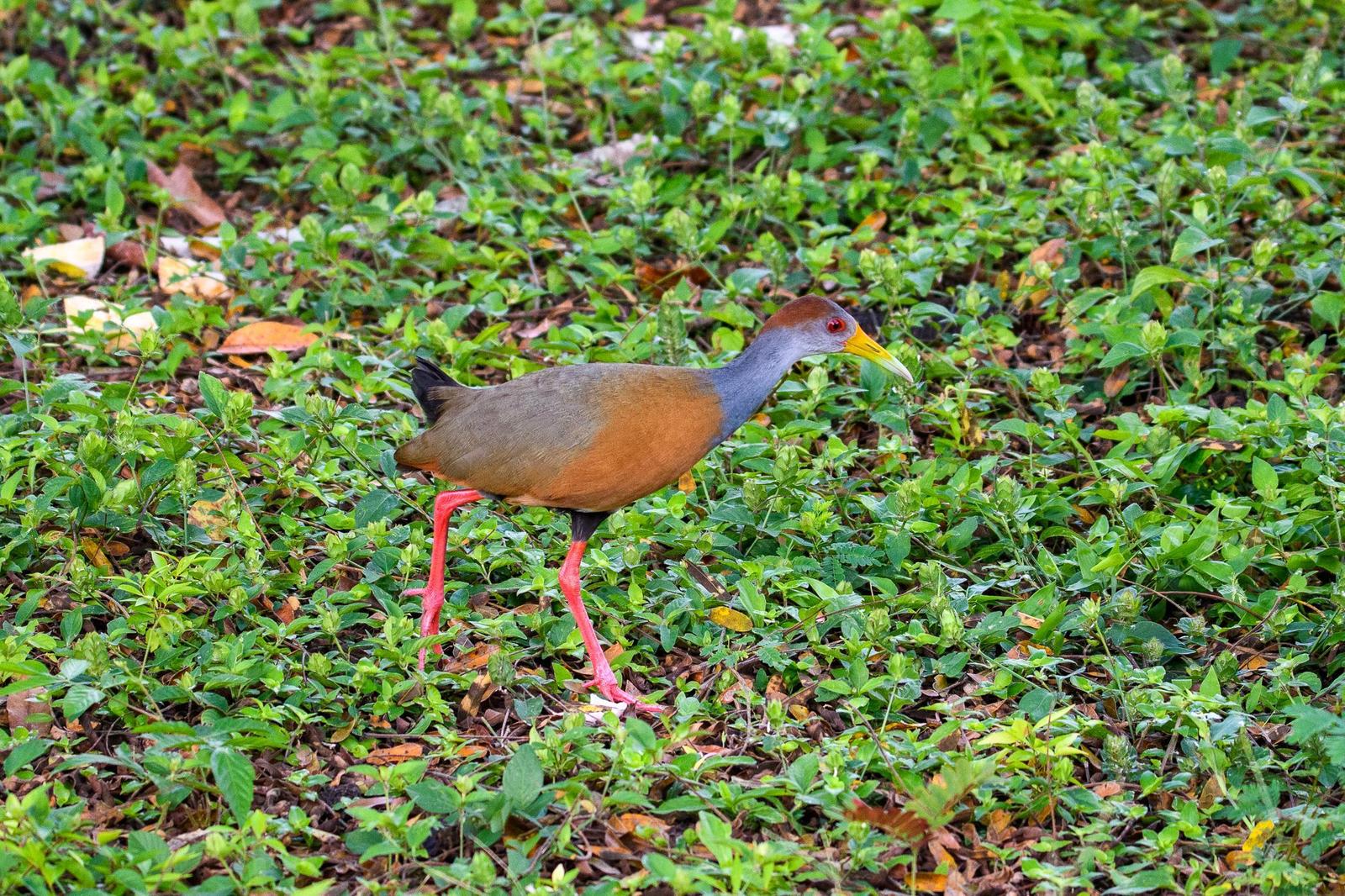 Russet-naped Wood-Rail Photo by Gerald Hoekstra