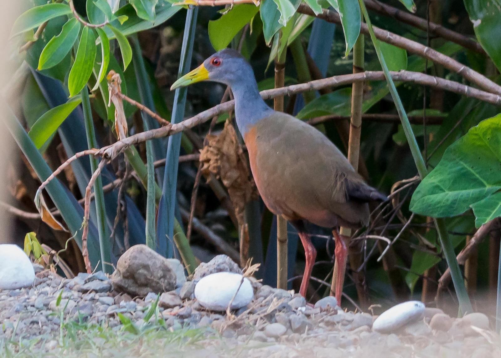 Gray-cowled Wood-Rail Photo by Gerald Hoekstra