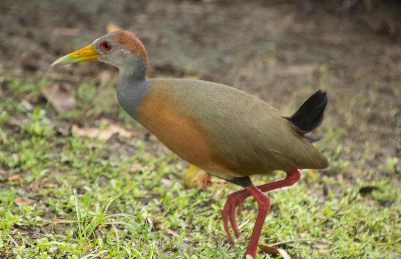 Gray-cowled Wood-Rail (Gray-cowled) Photo by Judd Nathan