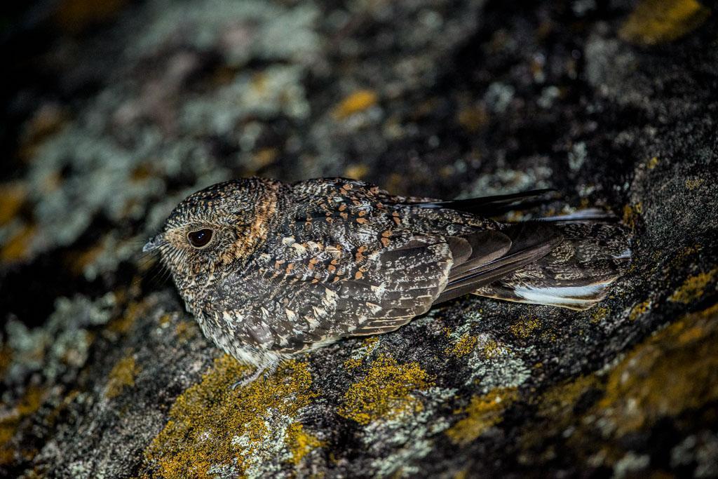 Band-winged Nightjar (longirostris) Photo by Evaldo Cesari de Oliveira Jr