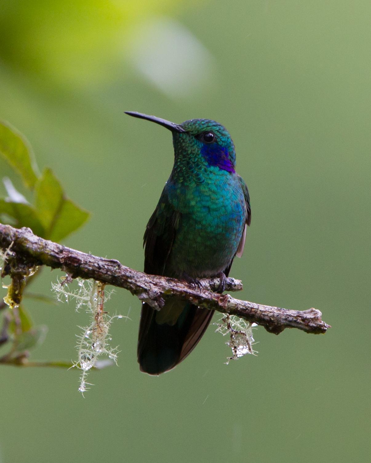 Lesser Violetear Photo by Kevin Berkoff