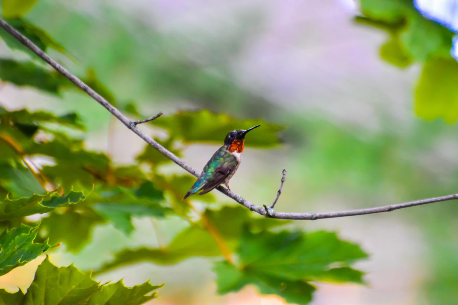 Ruby-throated x Black-chinned Hummingbird (hybrid) Photo by Linda Cote