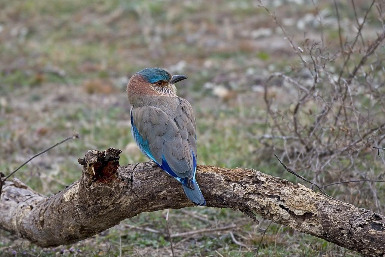 Indian Roller Photo by Kishore Bhargava