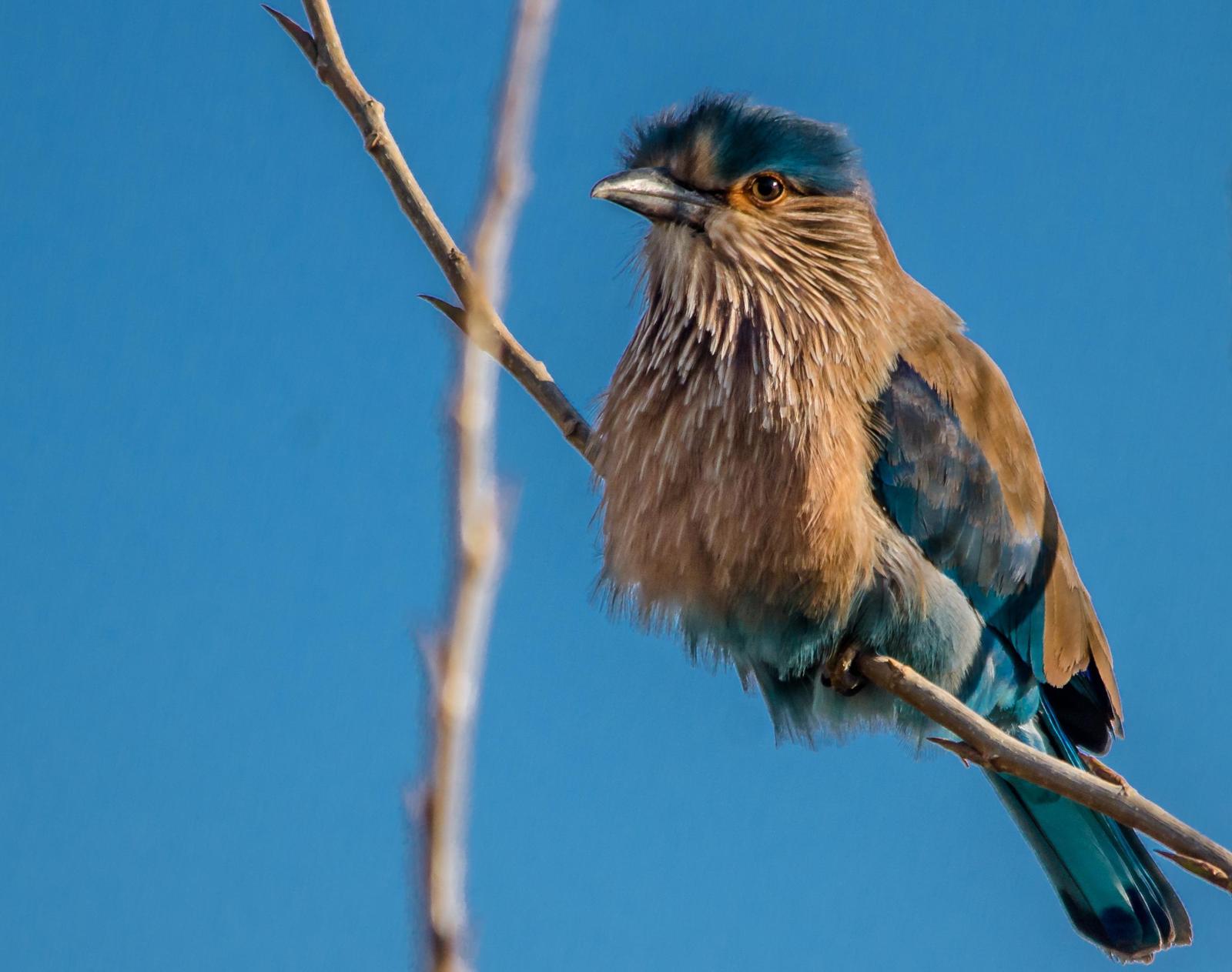 Indian Roller Photo by Zagham Awan