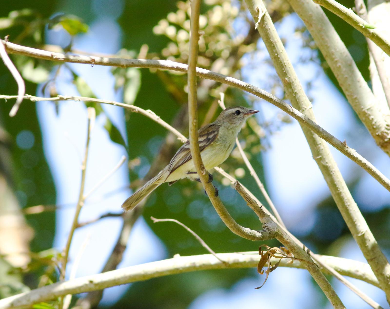 Mouse-colored Tyrannulet (Northern) Photo by Leonardo Garrigues