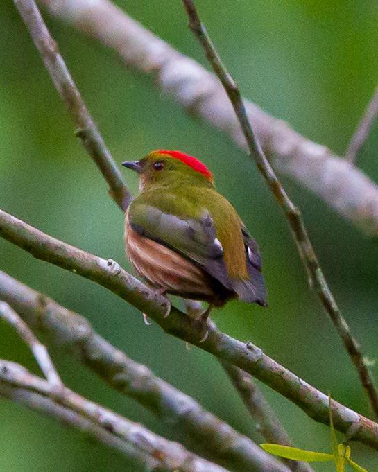 Painted Manakin Photo by Kevin Berkoff