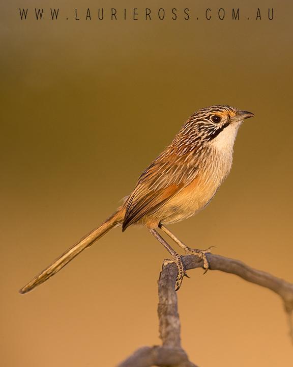 Rusty Grasswren Photo by Laurie Ross