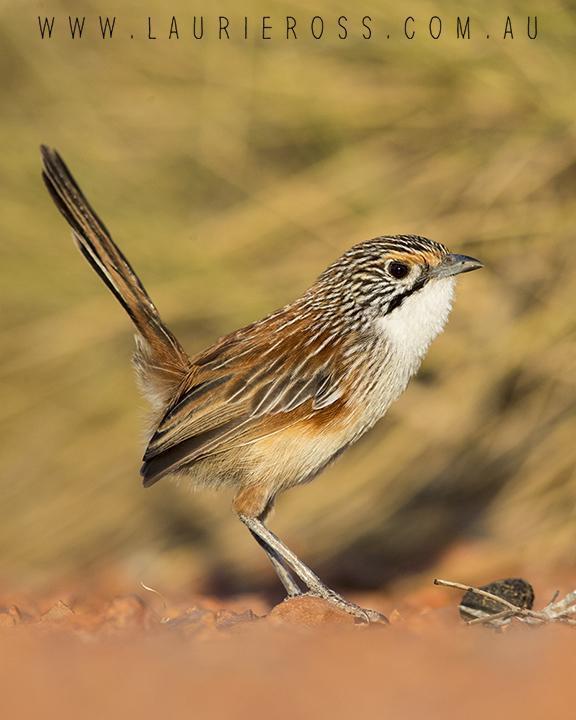 Rusty Grasswren Photo by Laurie Ross