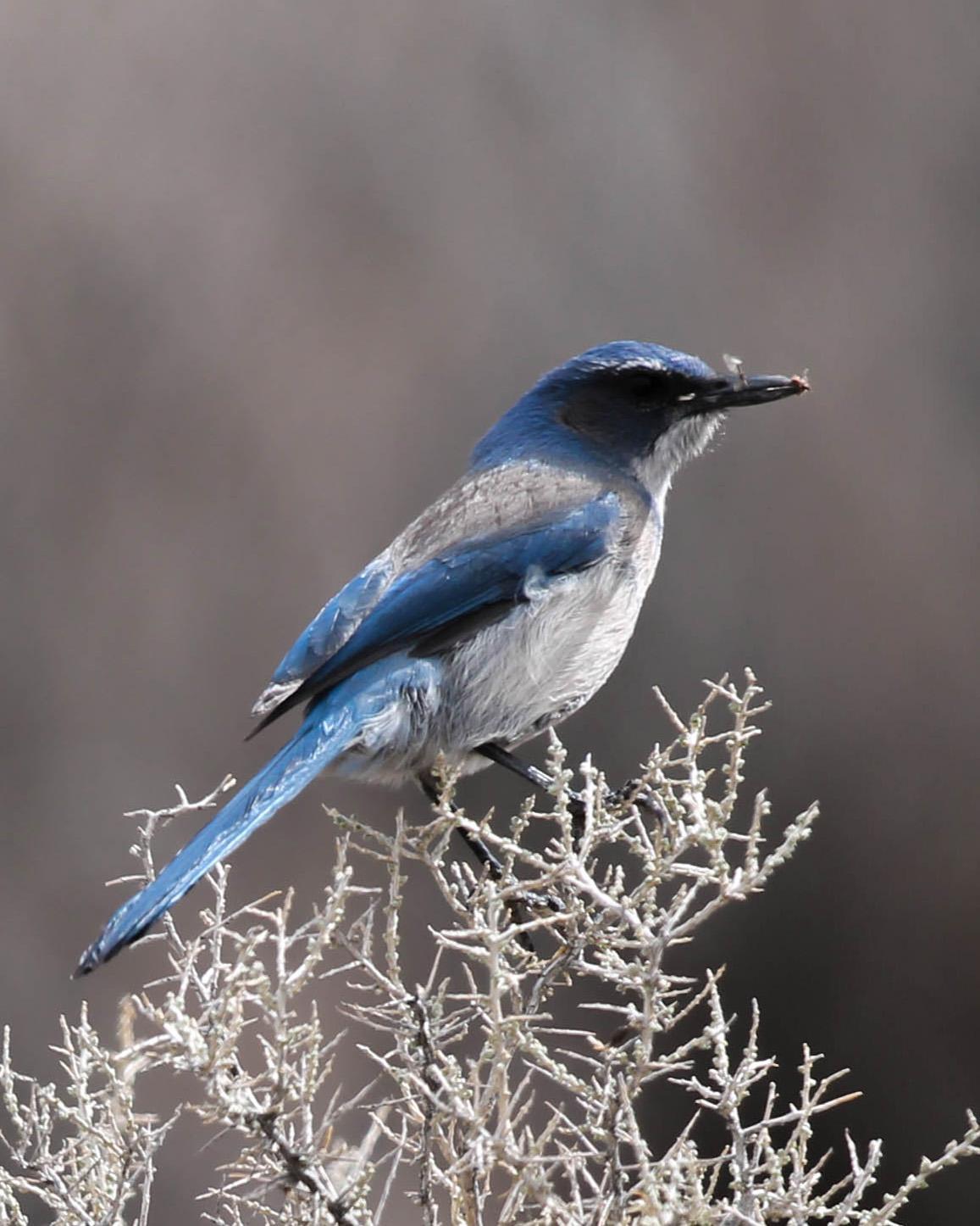 Woodhouse's Scrub-Jay Photo by Dylan Hopkins