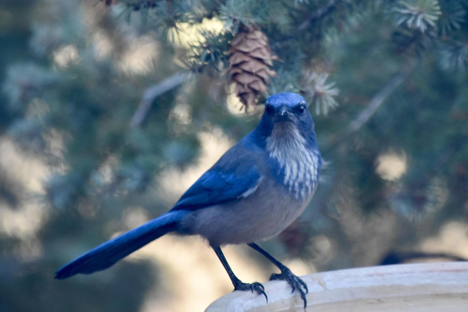 Woodhouse's Scrub-Jay Photo by Evelyn [aret
