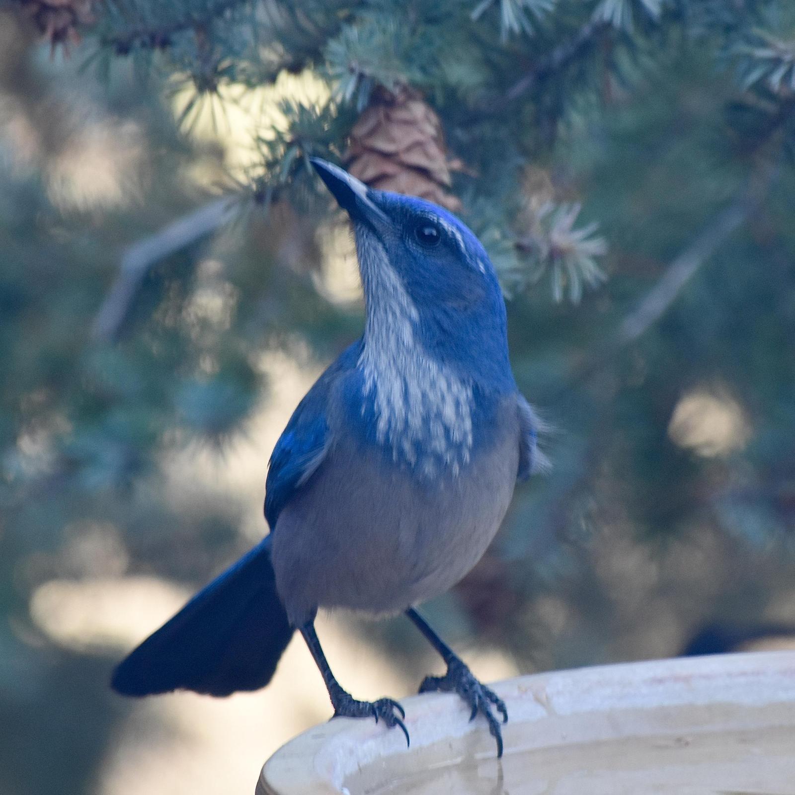 Woodhouse's Scrub-Jay Photo by Evelyn [aret