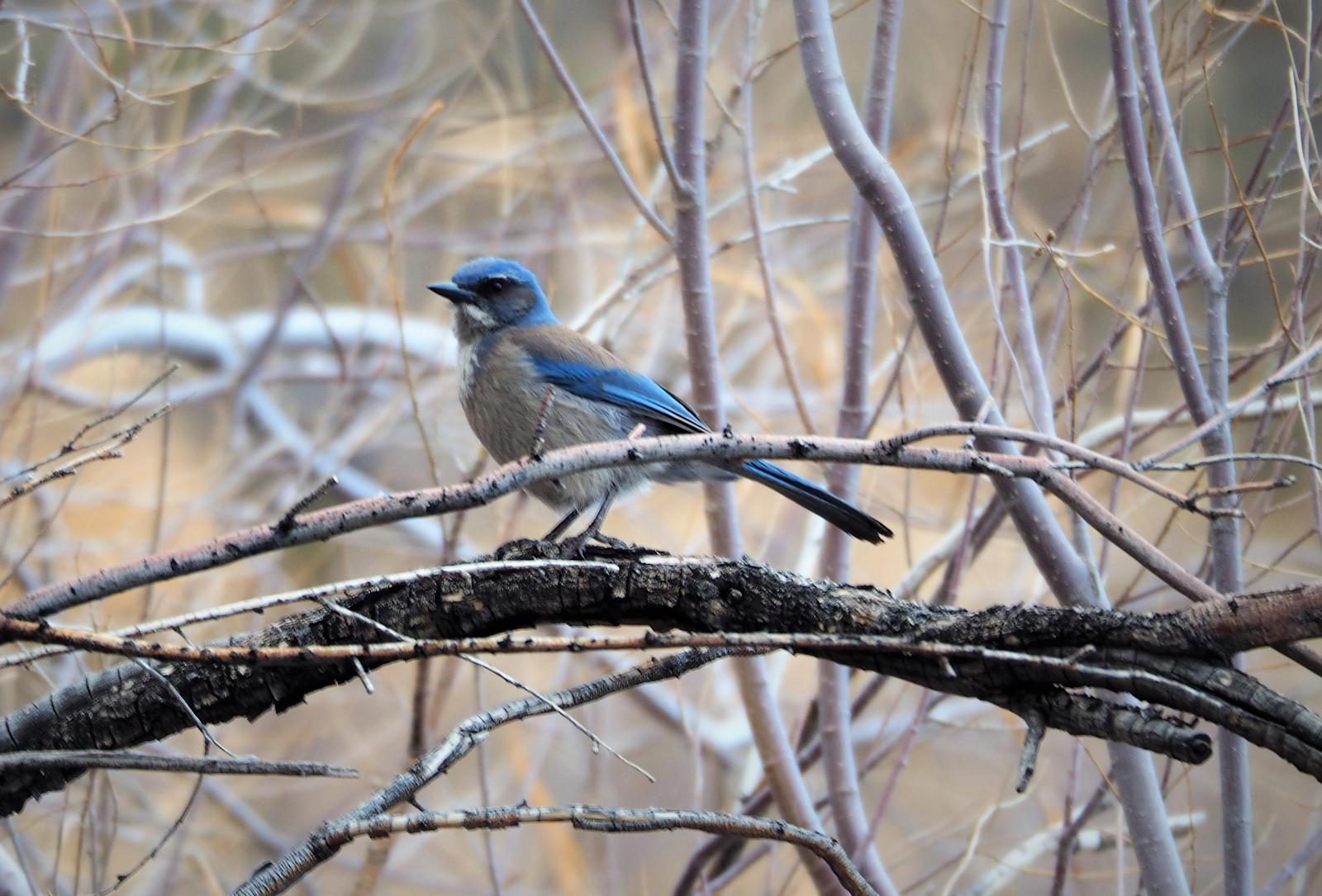 Woodhouse's Scrub-Jay Photo by Colin Hill