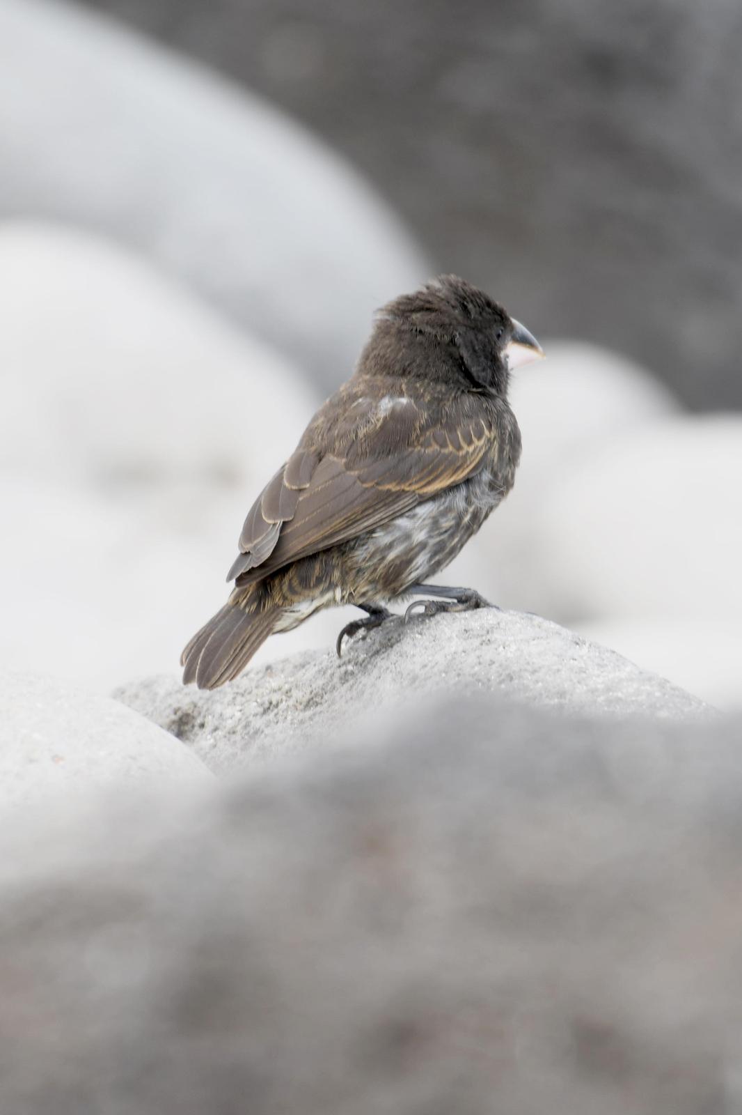 Española Ground-Finch Photo by Ann Doty