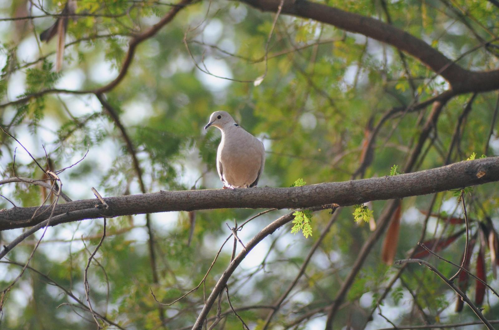 Eurasian Collared-Dove (Eurasian) Photo by Padma Angmo