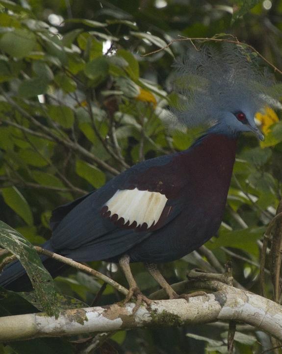 Sclater's Crowned-Pigeon Photo by Cal Walters