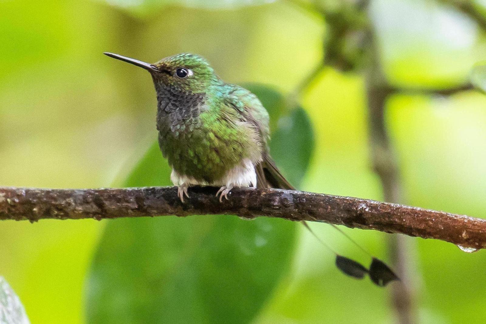 Booted Racket-tail (White-booted) Photo by Chris Wood